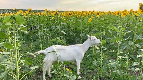 Сute goat with small horns eats sunflowers Fotos Stock