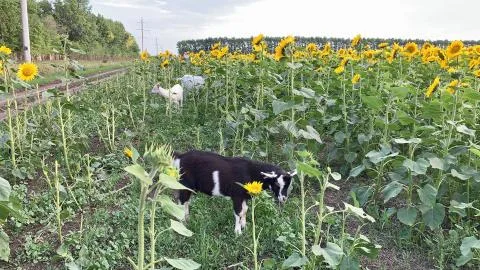 Сute goat with small horns eats sunflowers 库存照片