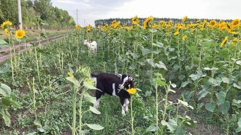 Сute goat with small horns eats sunflowers 库存照片