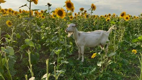 Сute goat with small horns eats sunflowers 库存照片