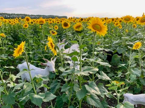 Сute goat with small horns eats sunflowers 库存照片