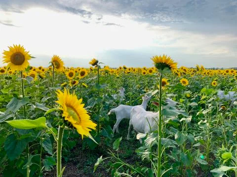 Сute goat with small horns eats sunflowers Stock-Fotos