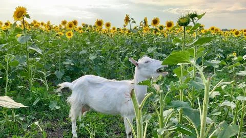 Сute goat with small horns eats sunflowers 写真素材