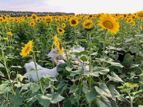 Сute goat with small horns eats sunflowers Stock-Fotos