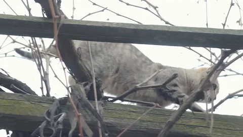 сute gray cat down the tree Stock Footage 76036028