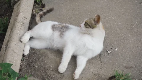Сute kitten licking, lying and playing with a small beetle Stock Footage 108816005