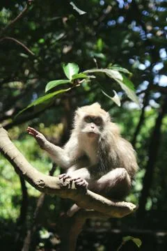 Сute monkey sitting on branches in Sunny forest Stock Photos