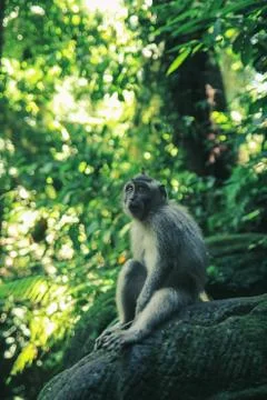 Сute monkey sitting on branches in Sunny forest Stock Photos