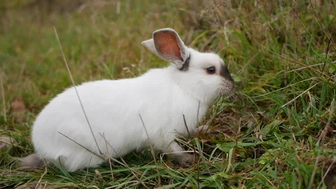 Сute rabbit in a field eating grass Stock Footage 153090591