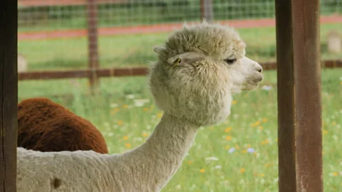 Сute sheared alpaca standing in an corral 스톡 동영상 137030381