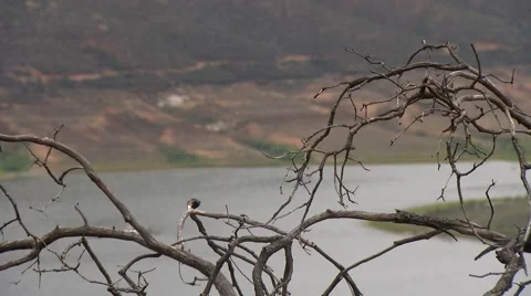 SUTHERLAND LAKE RACK FOCUS Stock Footage 52516344