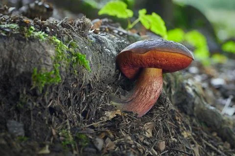 Sutorius luridiformis Stock Photos