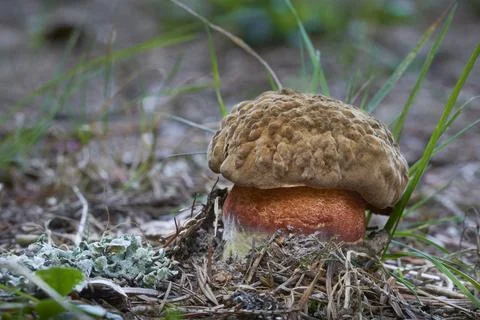 Sutorius luridiformis Stock Photos