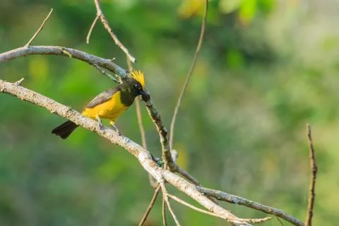 Suttan tit on a branch Stock Photos