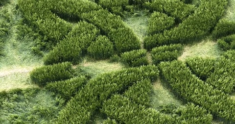 Sutton Veny barley field Celtic knot crop circle 2025 pattern gently swaying in Stock Footage 310362012