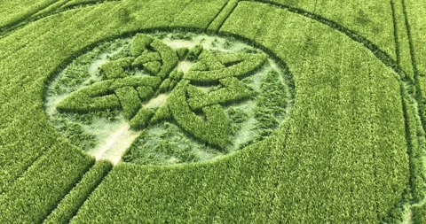 Sutton Veny Celtic knot crop circle pattern 2025 carved into malting barley Stock Footage 310361934