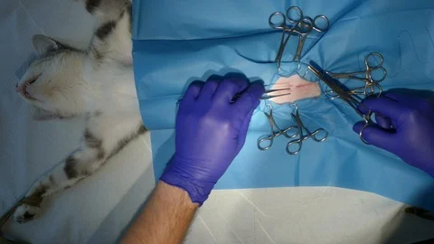 Suture cat Stock Footage 120943449