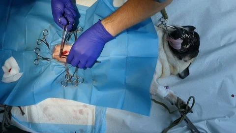 Suturing a wound Stock Footage 120946108