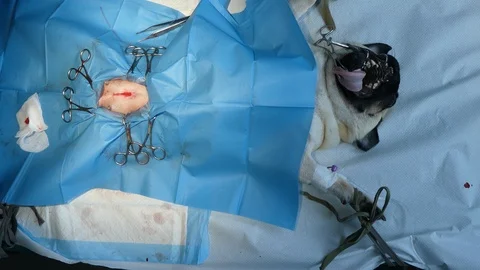 Suturing a wound Stock Footage 120946265