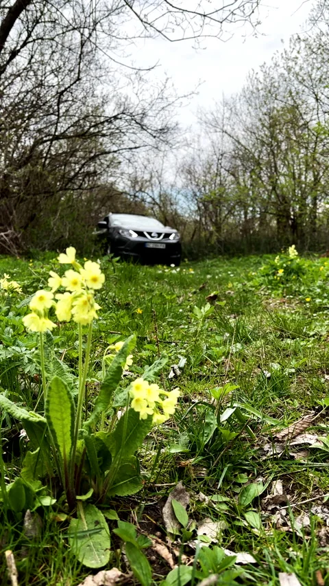 Suv Car at forest Trail Blooming season Video stock 243025670