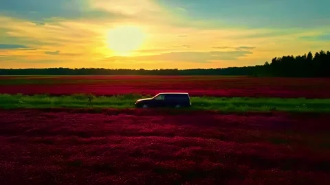SUV Driving Past Vivid Red Flower Field at Sunset Stock Footage 337538240