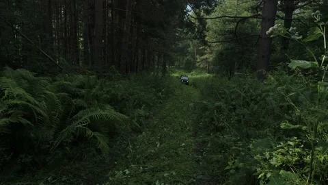 SUV driving on road in forest. Drone flies over pine forest Stock Footage 189758179