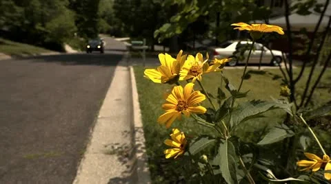 SUV driving slowly down suburban street Stock Footage 11516077