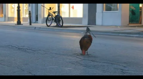 SUV versus Rooster Stock Footage 11308423
