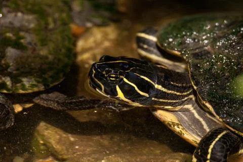 Suwannee river cooter turtle Pseudemys concinna suwanniensis Stock Photos