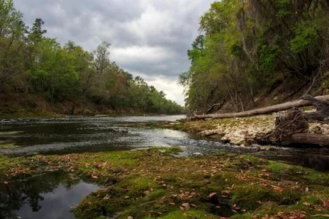 Suwannee River During a Drought. Stock Photos