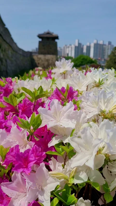 Suwon hwaseong 4K vertical  V1-0005 Stock Footage 330761453