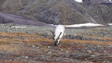 Svalbard reindeer browsing the grass Stock Footage 92161903