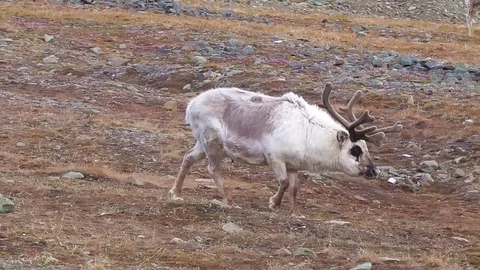 Svalbard reindeer browsing the grass Stock Footage 92161951
