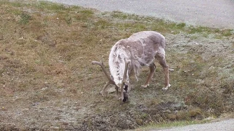 Svalbard reindeer browsing the grass Stock Footage 92162198