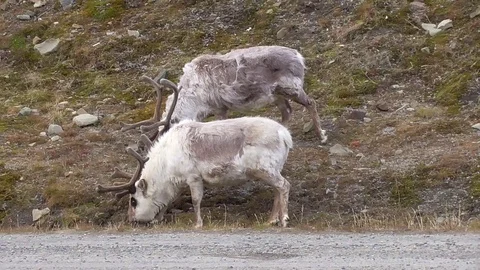 Svalbard reindeer browsing the grass Stock Footage 92162248