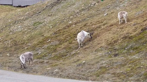 Svalbard reindeer browsing the grass Stock Footage 92162453