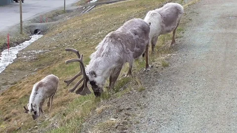 Svalbard reindeer browsing the grass Stock Footage 92162788