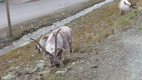 Svalbard reindeer browsing the grass Stock Footage 92162878