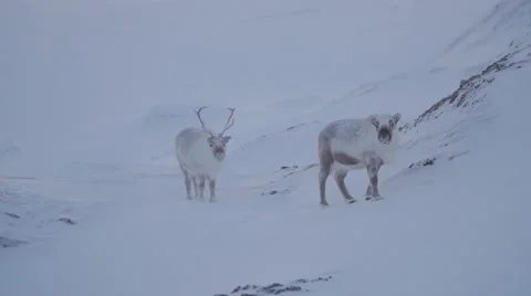 Svalbard Reindeer Stock Footage