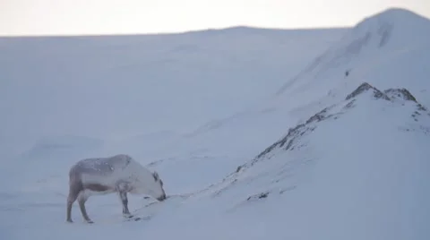 Svalbard Reindeer Video stock 48637687
