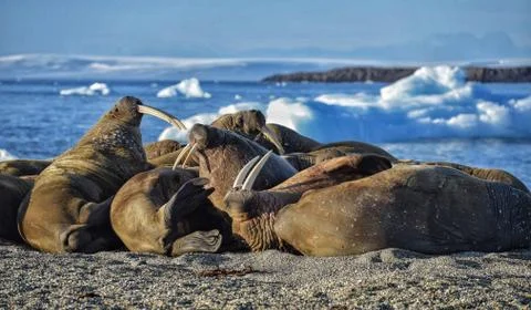 Svalbard - Spitzberg - group of Walrus drying on beach at sunrise Stock Photos