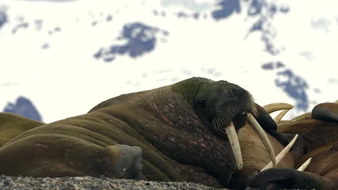 Svalbard Walrus on Beach Stock Footage 221375919