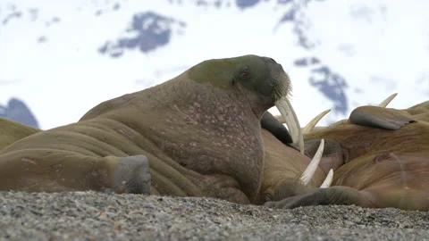 Svalbard Walrus on Beach Stock Footage 221378437