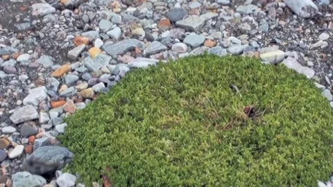 Svalbard's Emerald Patch Thriving on Arctic Rocky Tundra Stock Footage 340485218