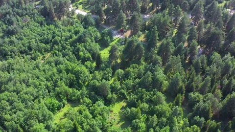 Svaneti forest canopy fills elevated aerial view across dense mixed woodland Stock Footage 343536234