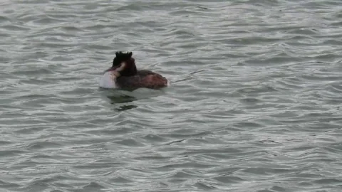 The Svasso Stock Footage 95670184