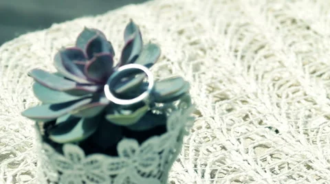 The svastic ring on the plant Stock Footage 49628711