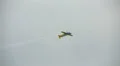 Svetlana Kapanina flights at MAKS 2013 AIRSHOW HD Footage