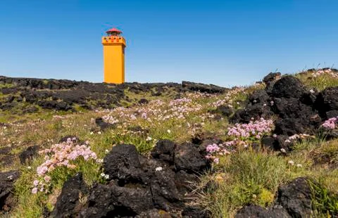 Svortuloft Lighthouse with flowers Stock Photos
