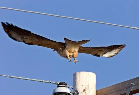 Swainson Hawk in Flight Stock Photos